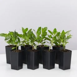 Shrubs Border Plants Myoporum Ellipticum