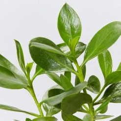 Shrubs Border Plants Myoporum Ellipticum