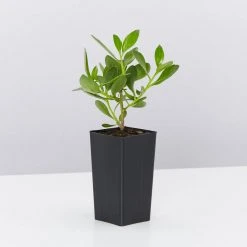 Shrubs Border Plants Myoporum Ellipticum