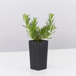 Ozbreed Myoporum Parvifolium Yareena Creeping Boobialla Groundcover Pack