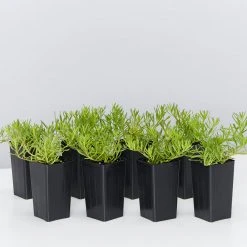 Shrubs Myoporum Parvifolium Broad Leaf Full Sun