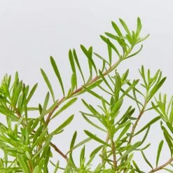 Shrubs Myoporum Parvifolium Broad Leaf Full Sun