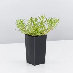 Shrubs Myoporum Parvifolium Broad Leaf Full Sun