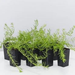 Shrubs Ground Covers Myoporum Parvifolium Fine Leaf