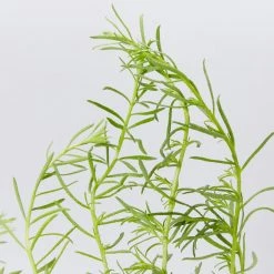 Shrubs Ground Covers Myoporum Parvifolium Fine Leaf