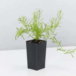 Shrubs A Full Sun - Totally Minimal Effort Garden Pack