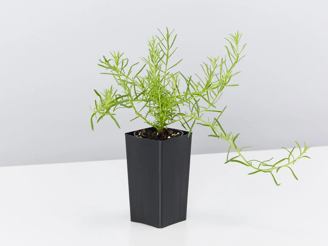 Shrubs Birds And Bees ๐ Australian Native Plant Pack 15 Shrubs Birds And Bees ???? Australian Native Plant Pack