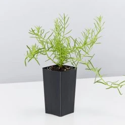 Shrubs The Coastal ???? Mixed Box Of Plants