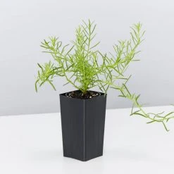 Shrubs Ground Covers Myoporum Parvifolium Fine Leaf