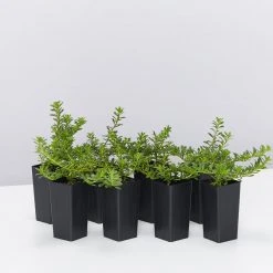 Shrubs Myoporum Parvifolium Pink Full Sun