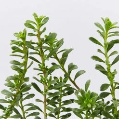 Shrubs Myoporum Parvifolium Pink Full Sun