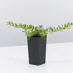 Shrubs Myoporum Parvifolium Pink Full Sun