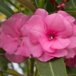 Shrubs Nerium Oleander Double Pink