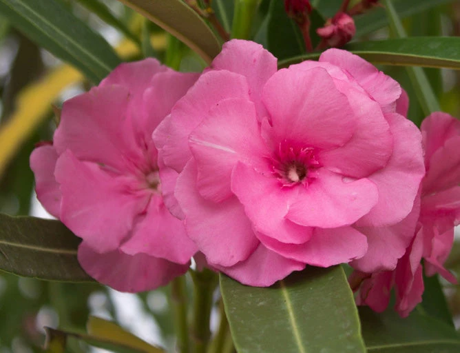 Shrubs Nerium Oleander Double Pink 4 Shrubs Nerium Oleander Double Pink