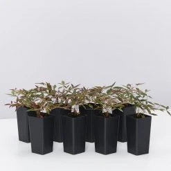 Ozbreed Nandina Domestica Flirt™ ‘MURASAKI’ Pbr Shrubs