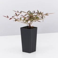 Ozbreed Nandina Domestica Flirt™ ‘MURASAKI’ Pbr Shrubs