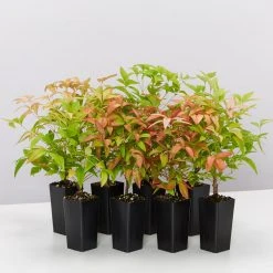 Hedge Nandina Domestica Nana