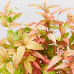 Hedge Nandina Domestica Nana