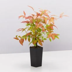 Hedge Nandina Domestica Nana