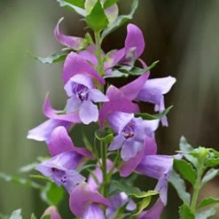 Shrubs Prostanthera Sieberi