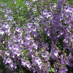 Shrubs The Edible Plants Pack