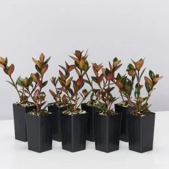 Indoor Garden Nematanthus Fortaleza "Gold Fish Plant"