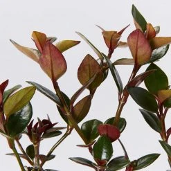 Indoor Garden Nematanthus Fortaleza