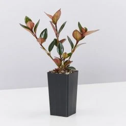 Indoor Garden Nematanthus Fortaleza