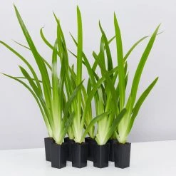 Shrubs Full Sun Neomarica Gracilis 'Walking Iris'