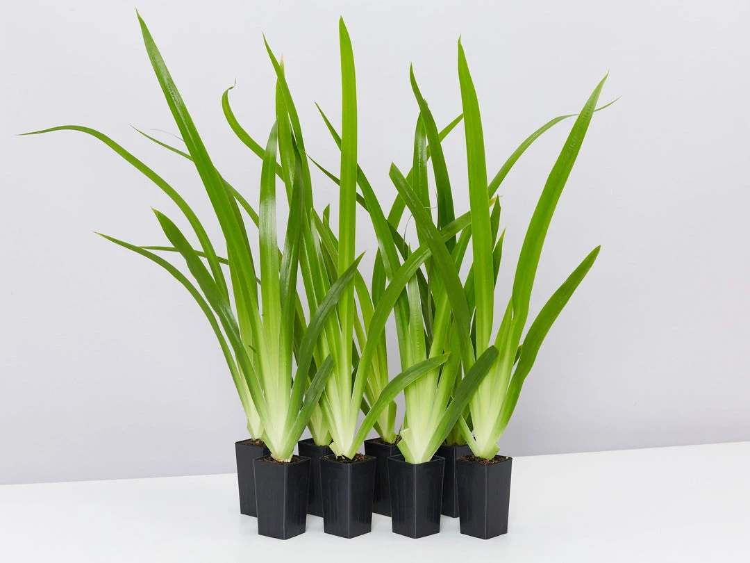 Shrubs Full Sun Neomarica Gracilis 'Walking Iris' 3 Shrubs Full Sun Neomarica Gracilis 'Walking Iris'