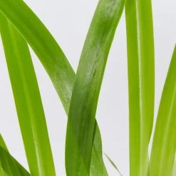 Shrubs Full Sun Neomarica Gracilis 'Walking Iris' 12 Shrubs Full Sun Neomarica Gracilis 'Walking Iris'