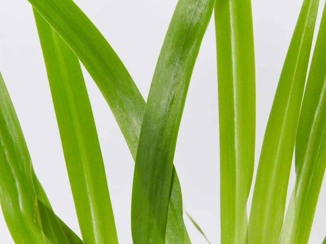 Shrubs Full Sun Neomarica Gracilis 'Walking Iris' 5 Shrubs Full Sun Neomarica Gracilis 'Walking Iris'