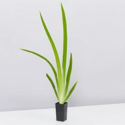 Shrubs Full Sun Neomarica Gracilis 'Walking Iris'