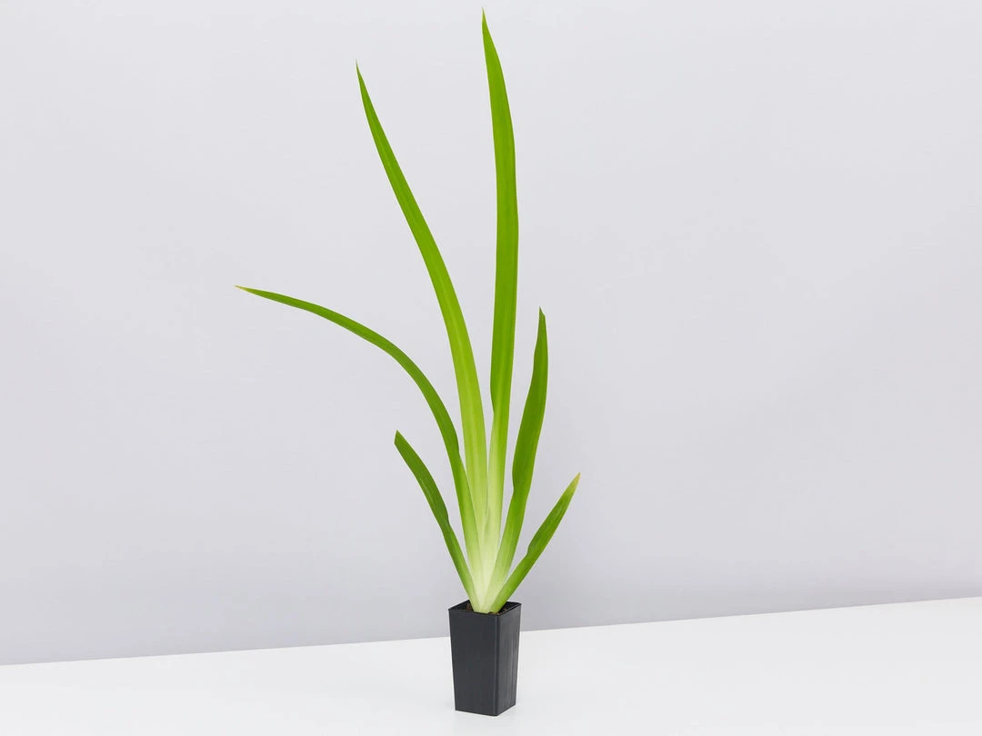 Shrubs Full Sun Neomarica Gracilis 'Walking Iris' 4 Shrubs Full Sun Neomarica Gracilis 'Walking Iris'