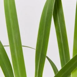 Shrubs Border Plants Neomarica Caerulea Indigo Blue