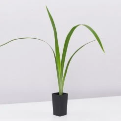 Shrubs Border Plants Neomarica Caerulea Indigo Blue