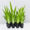 Shrubs Neomarica Northiana 'Walking Iris' Plant Packs Border Plants