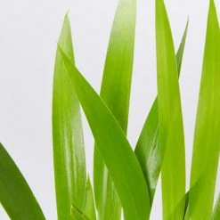 Shrubs Neomarica Northiana 'Walking Iris' Plant Packs Border Plants 11 Shrubs Neomarica Northiana 'Walking Iris' Plant Packs Border Plants