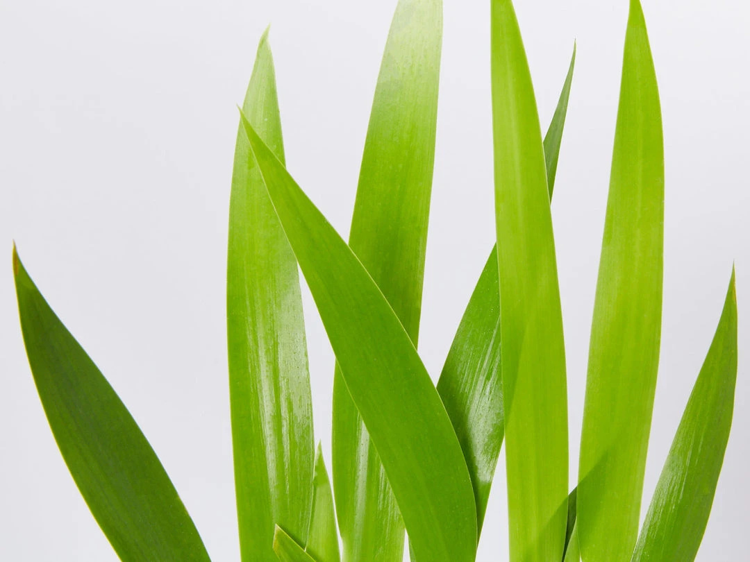 Shrubs Neomarica Northiana 'Walking Iris' Plant Packs Border Plants 6 Shrubs Neomarica Northiana 'Walking Iris' Plant Packs Border Plants