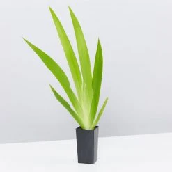 Shrubs Neomarica Northiana 'Walking Iris' Plant Packs Border Plants 12 Shrubs Neomarica Northiana 'Walking Iris' Plant Packs Border Plants