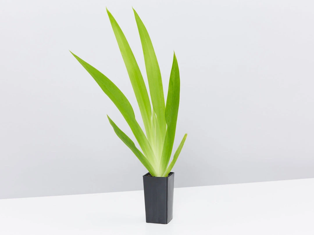 Shrubs Neomarica Northiana 'Walking Iris' Plant Packs Border Plants 7 Shrubs Neomarica Northiana 'Walking Iris' Plant Packs Border Plants