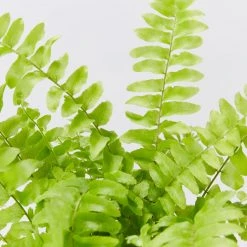 Indoor Garden Fern Mixed Pack 85mm