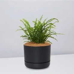 Pot + Plant Gift Box The Fern Gift Box - Pot + Plant + Soil Easy Care Plants