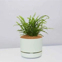 Pot + Plant Gift Box The Fern Gift Box - Pot + Plant + Soil Easy Care Plants