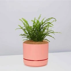 Pot + Plant Gift Box The Fern Gift Box - Pot + Plant + Soil Easy Care Plants