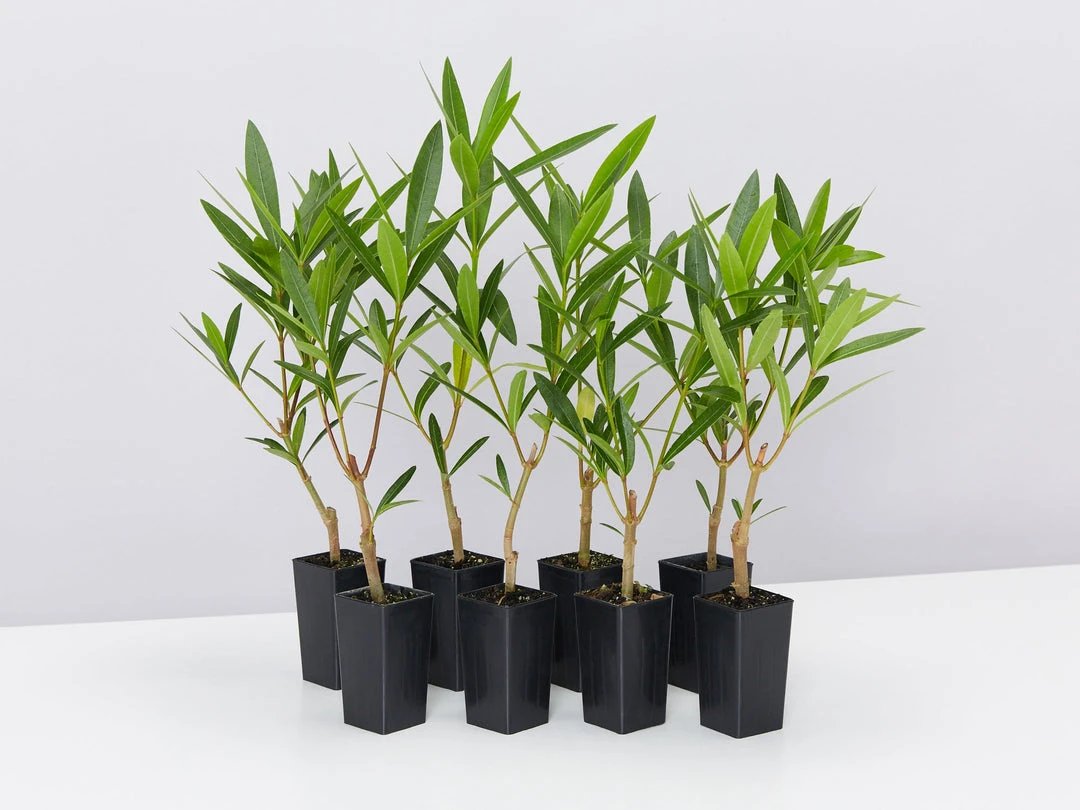 Shrubs Nerium Oleander Double Pink 3 Shrubs Nerium Oleander Double Pink