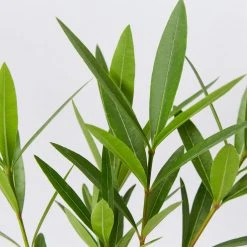 Shrubs Nerium Oleander Double Pink 9 Shrubs Nerium Oleander Double Pink