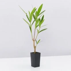 Shrubs Nerium Oleander Double Pink 10 Shrubs Nerium Oleander Double Pink