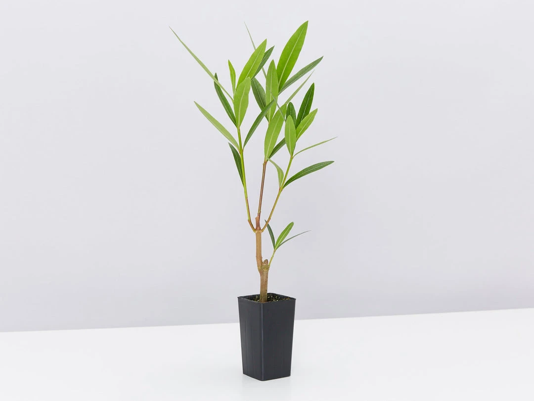 Shrubs Nerium Oleander Double Pink 6 Shrubs Nerium Oleander Double Pink