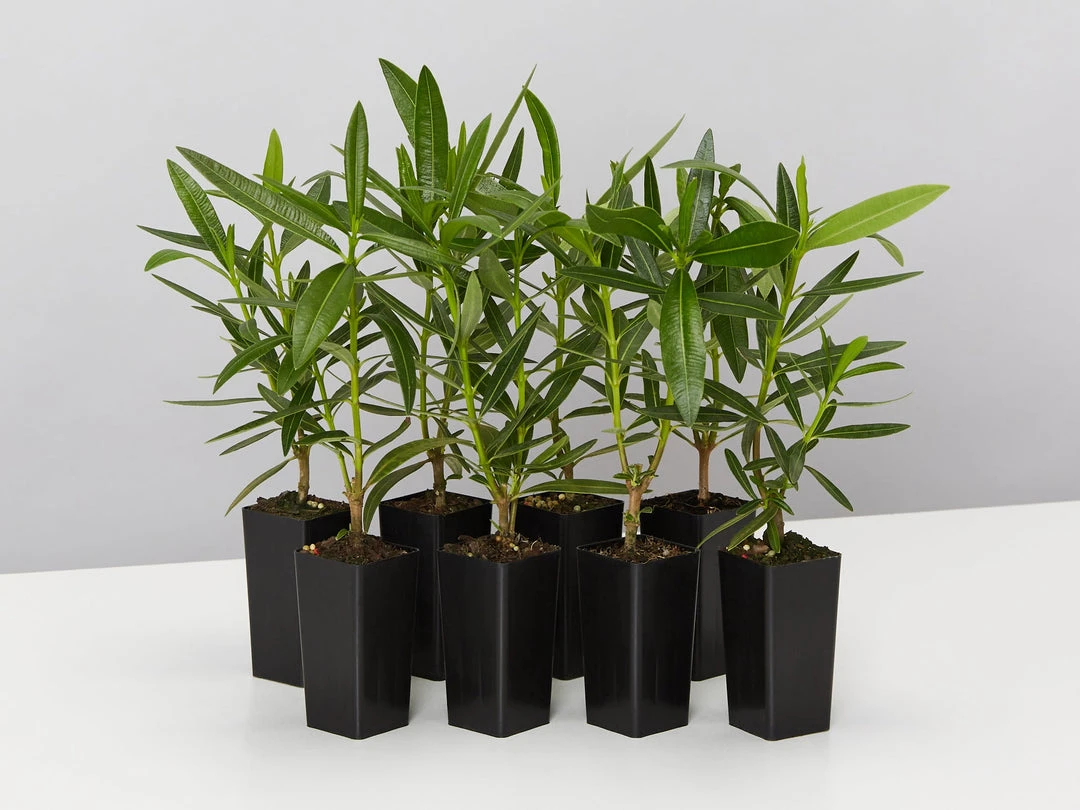 Hedge Shrubs Nerium Oleander Dwarf Apricot 3 Hedge Shrubs Nerium Oleander Dwarf Apricot
